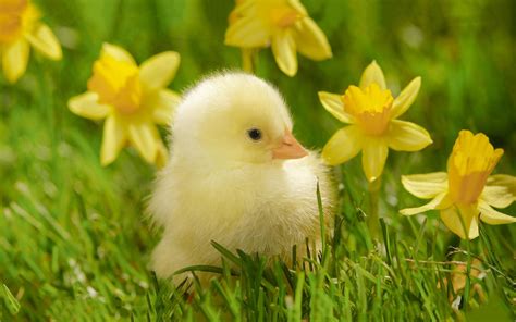 cute chick wallpaper